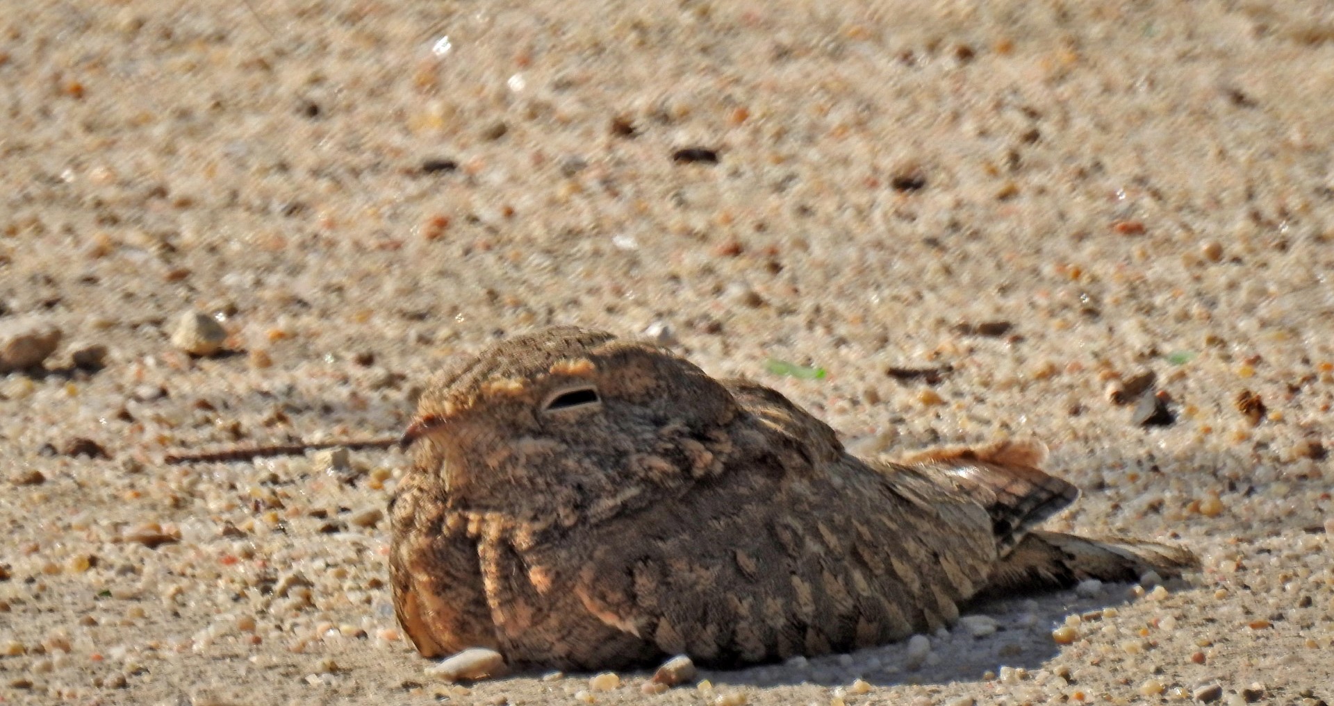 Egyptian Nightjar