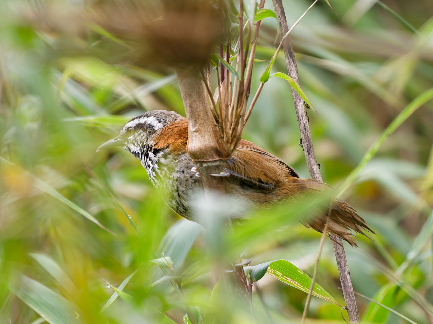 Eisenmann's Wren