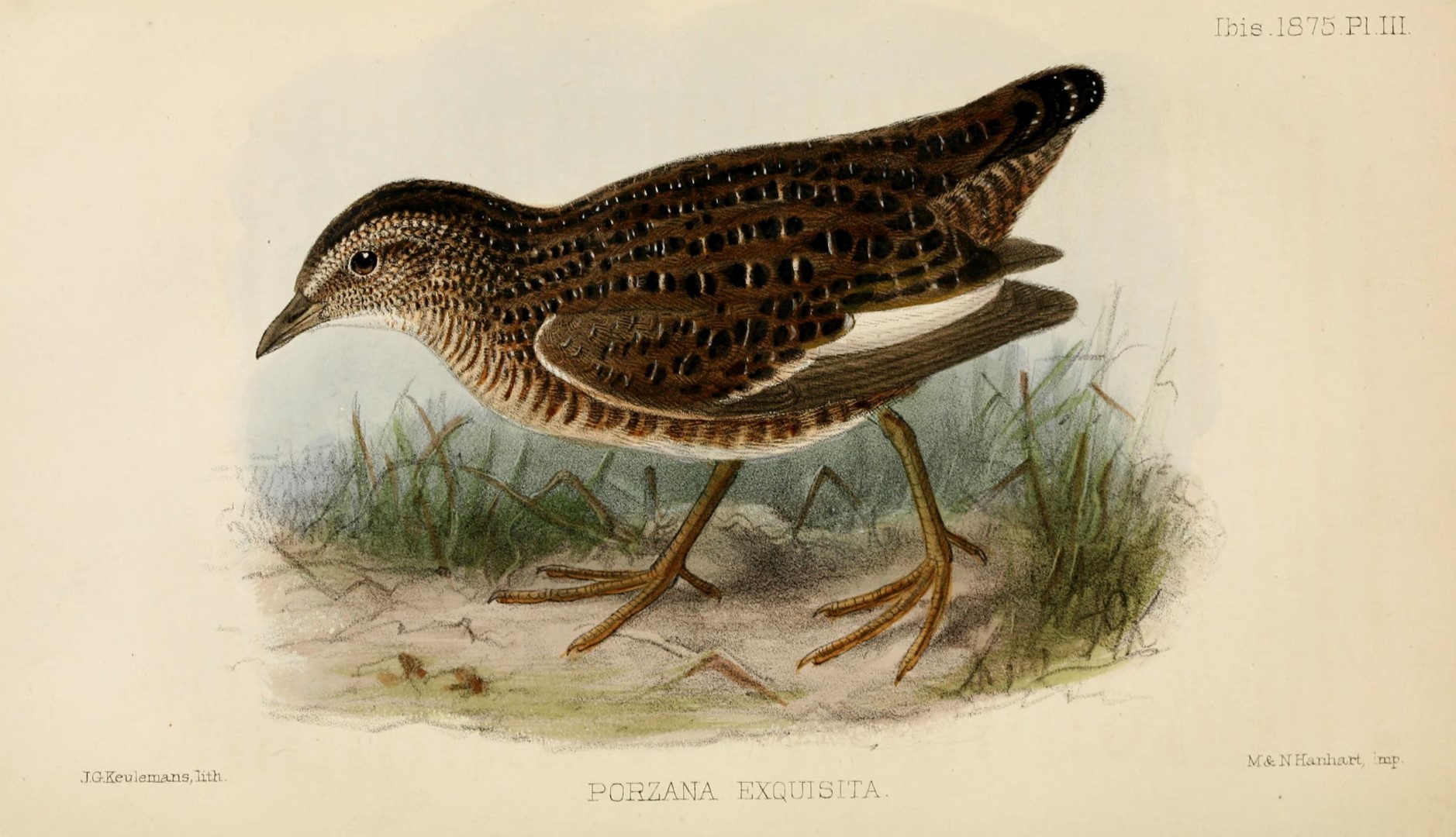 Elegant Crake