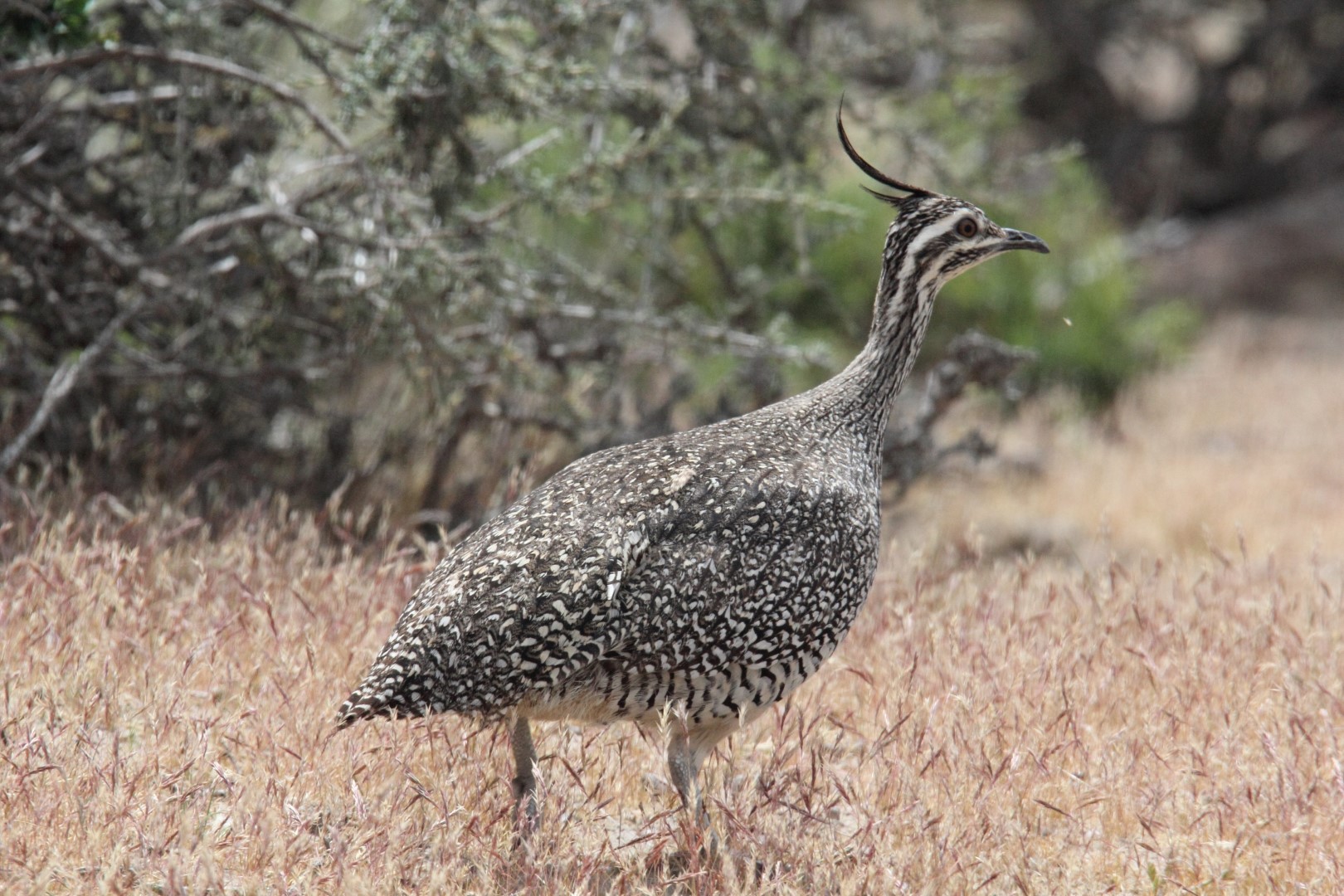 Elegant Crested Tinamou