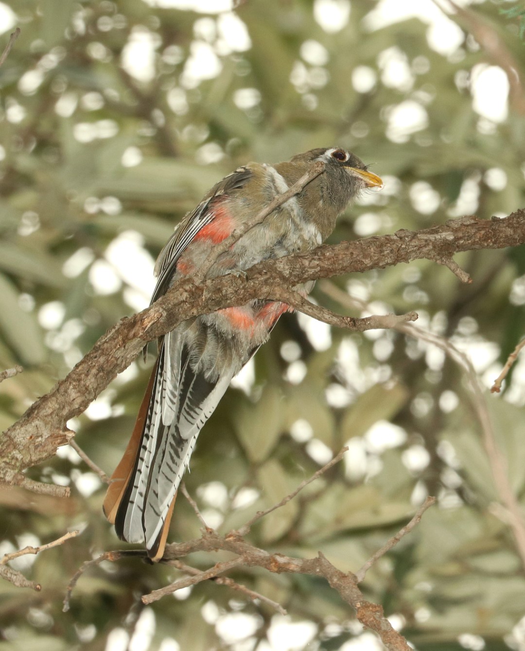 Elegant Trogon