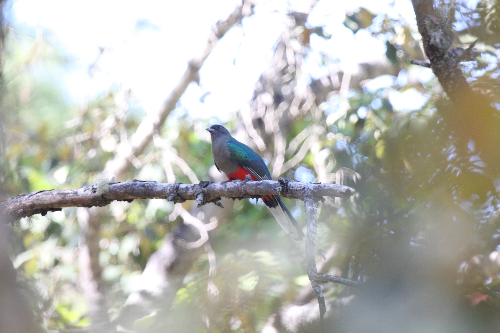 Elegant Trogon