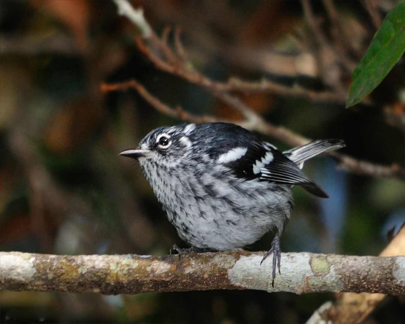 Elfin-woods Warbler