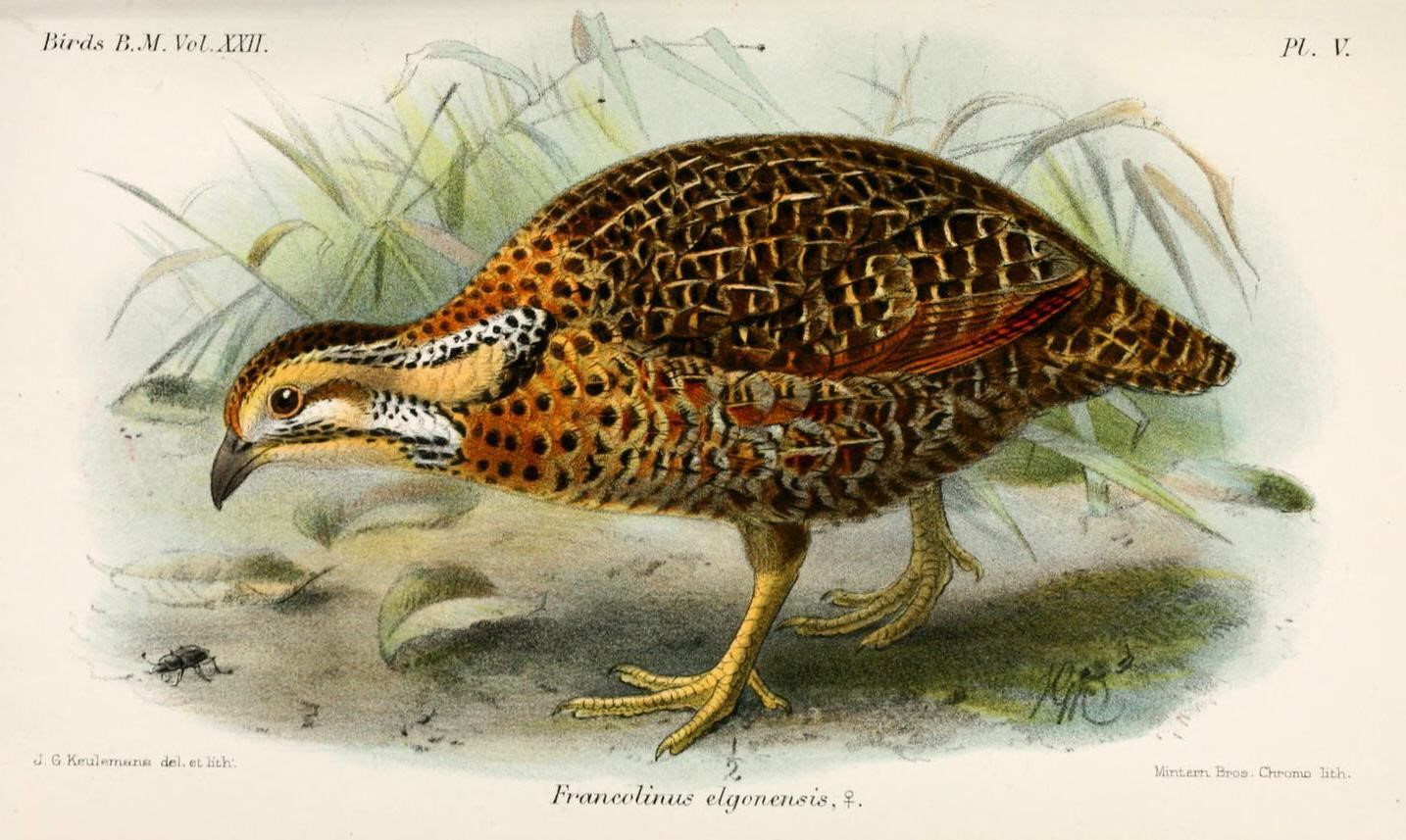 Elgon Francolin