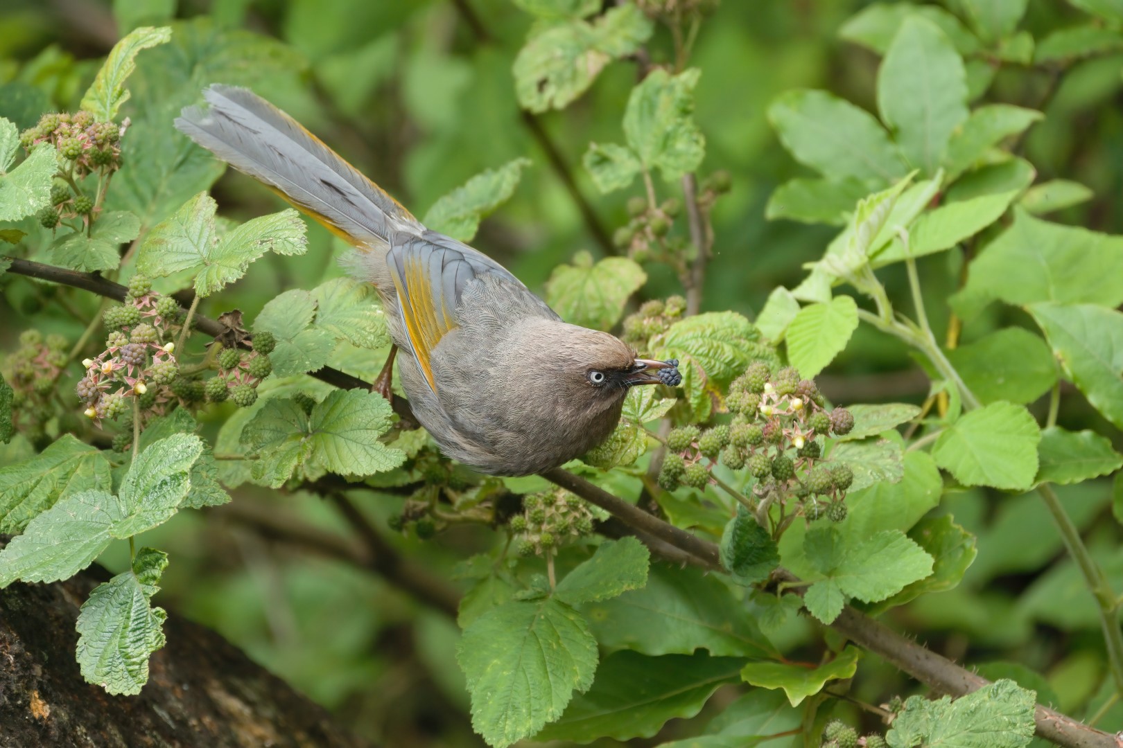 Elliot's laughingthrush