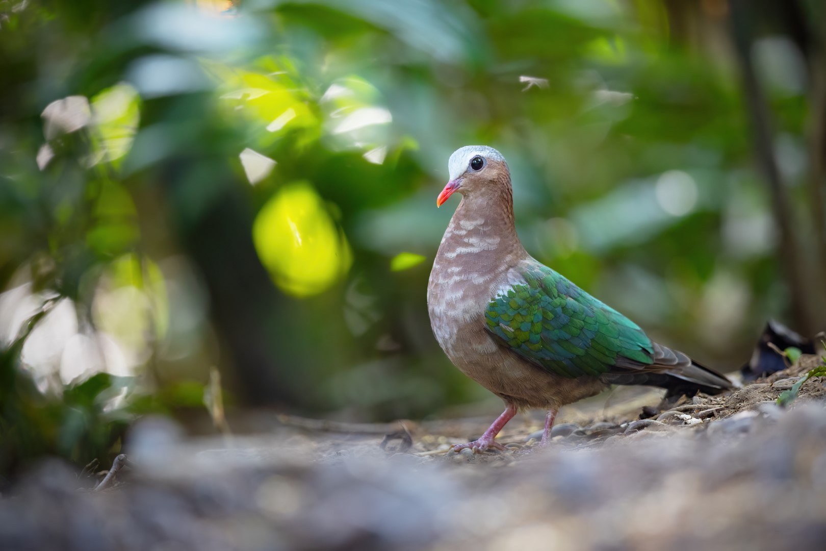 Emerald Dove