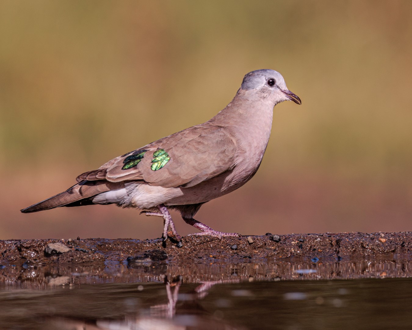 Emerald-spotted Wood Dove