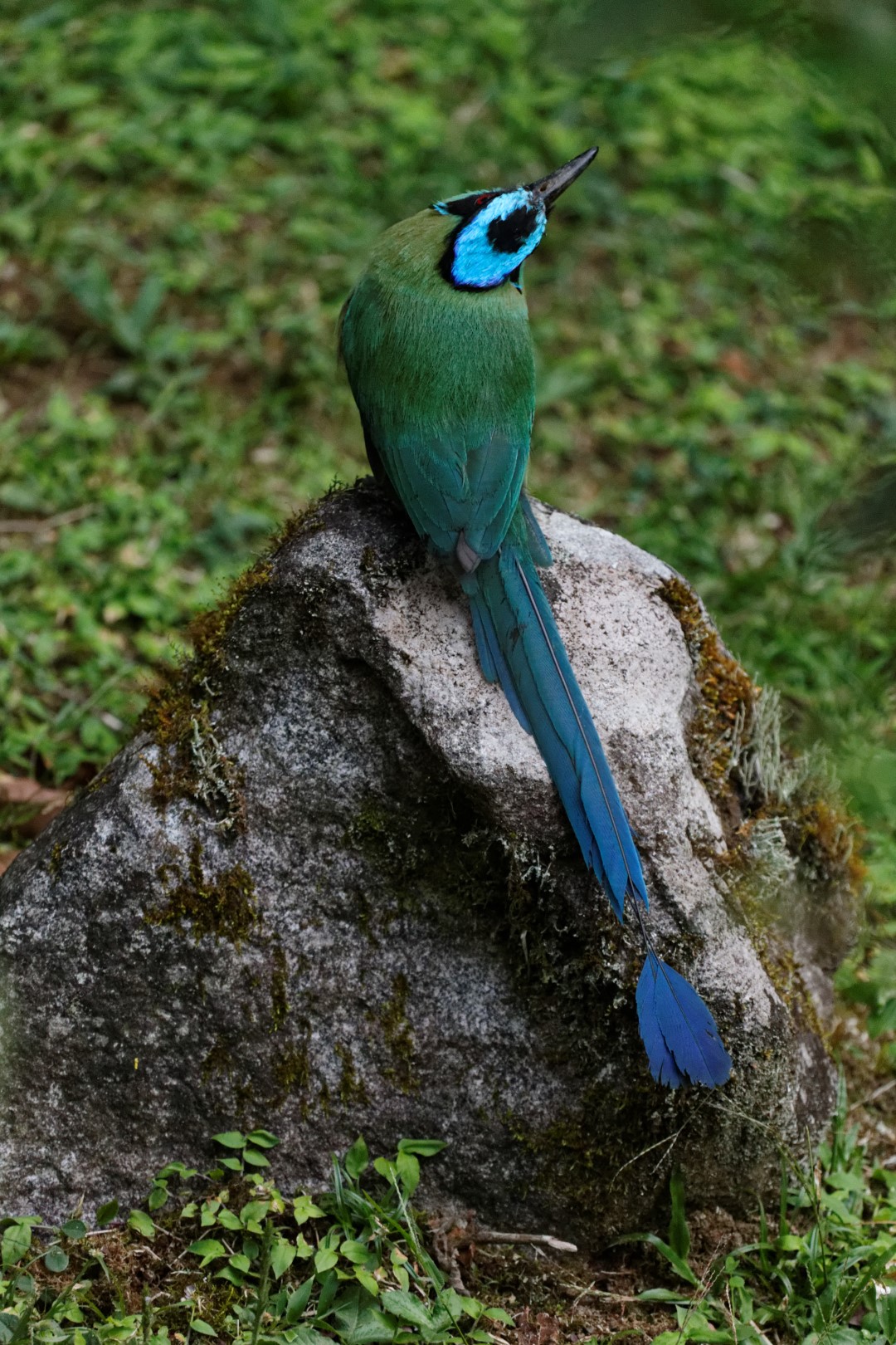 Equatorial Motmot
