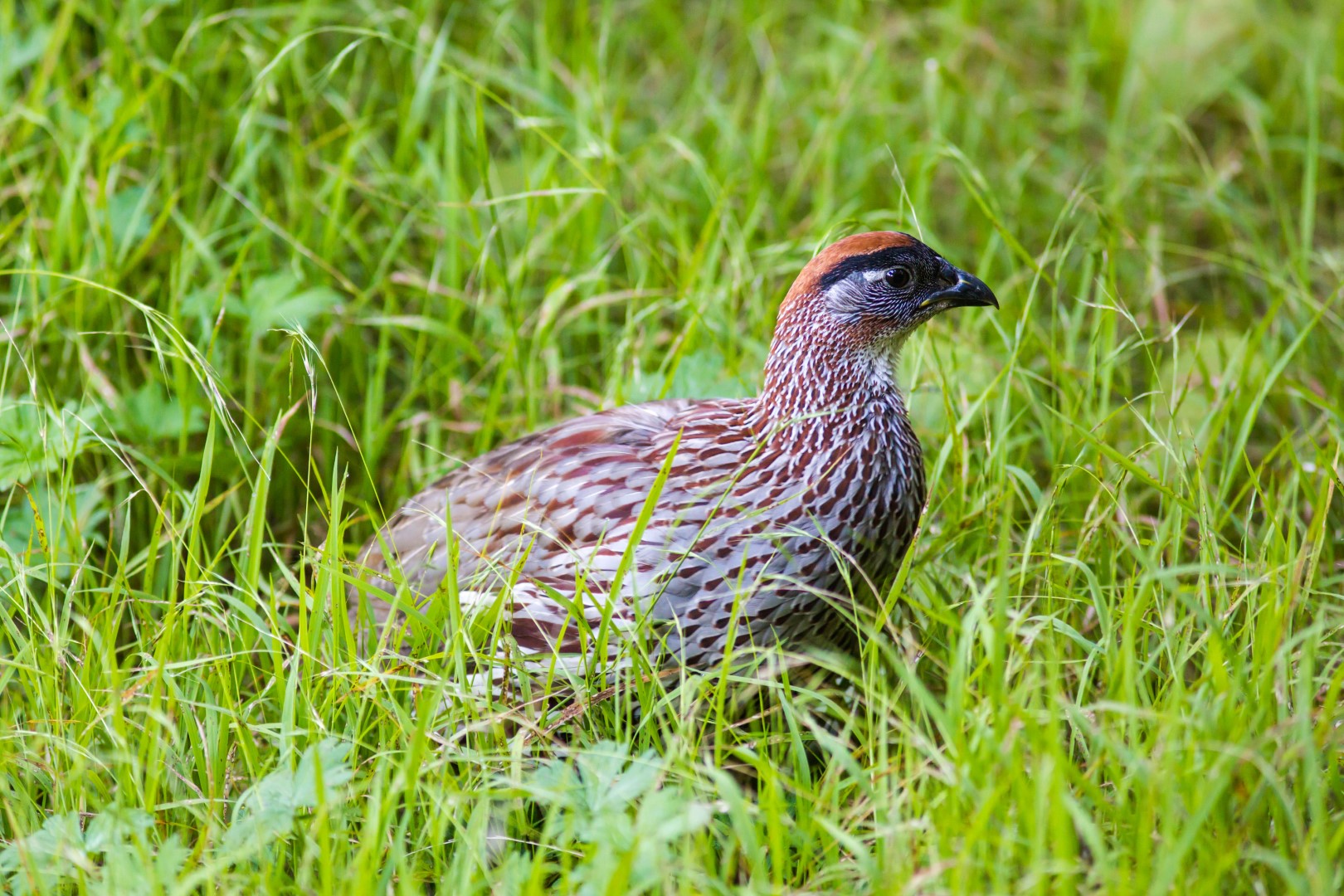 Erckel's Francolin