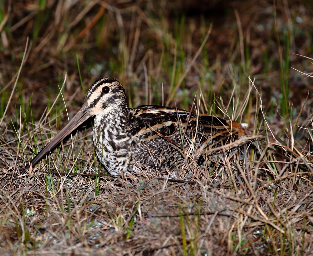 Ethiopian Snipe