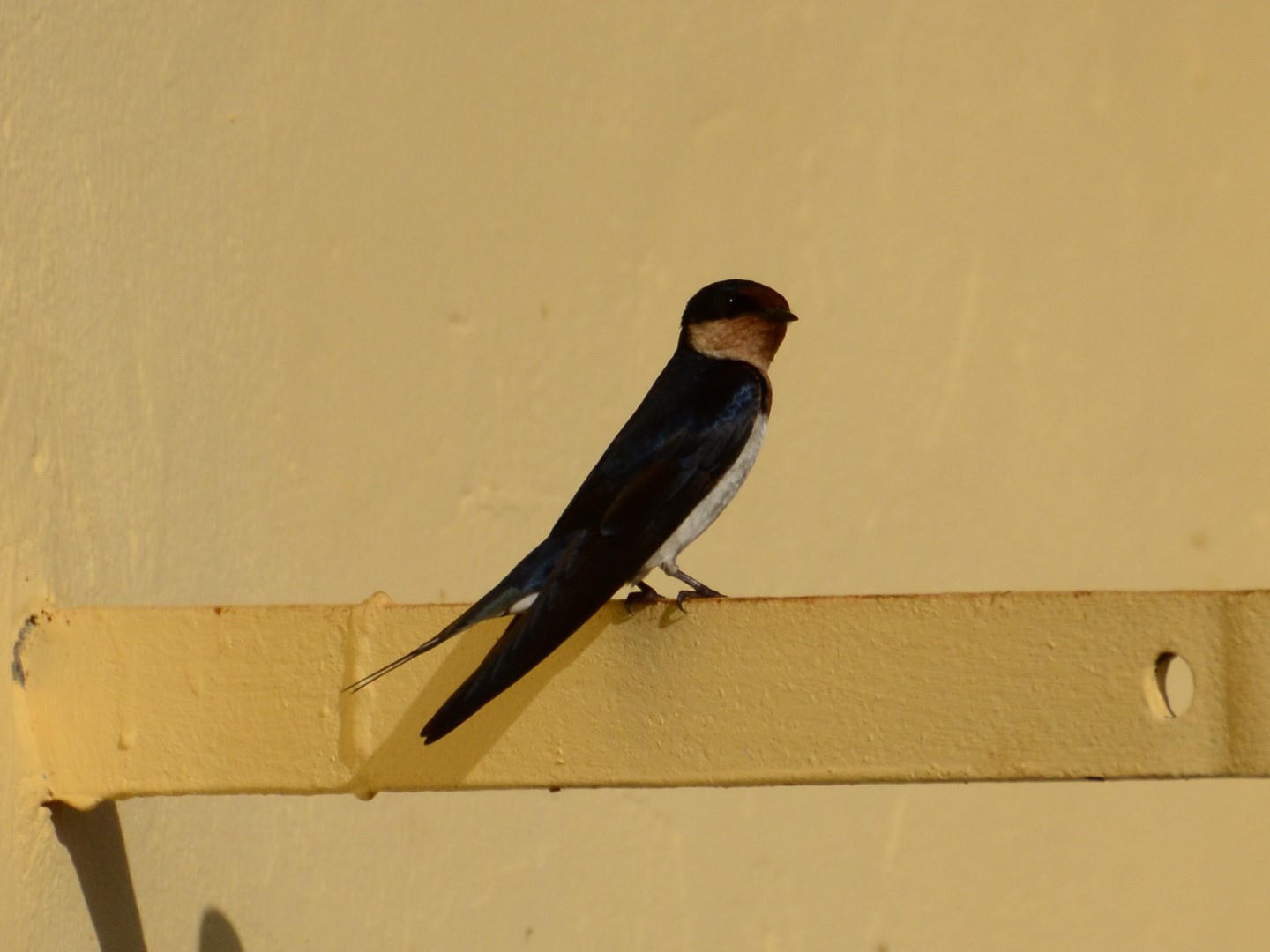 Ethiopian Swallow