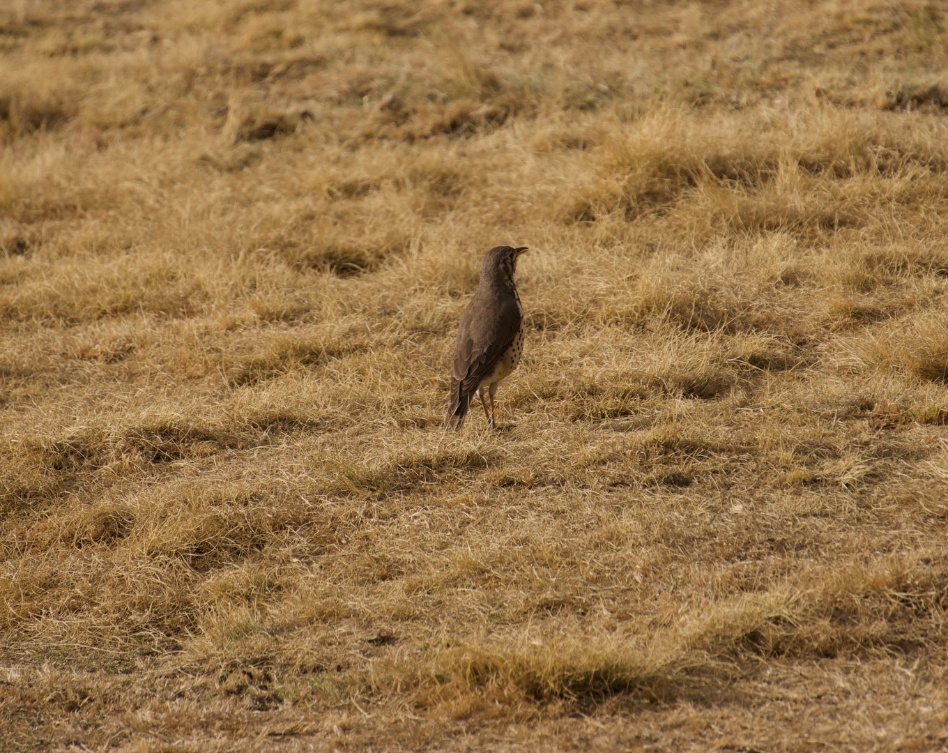 Ethiopian Thrush