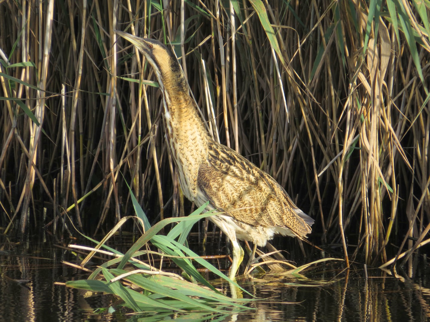Eurasian Bittern