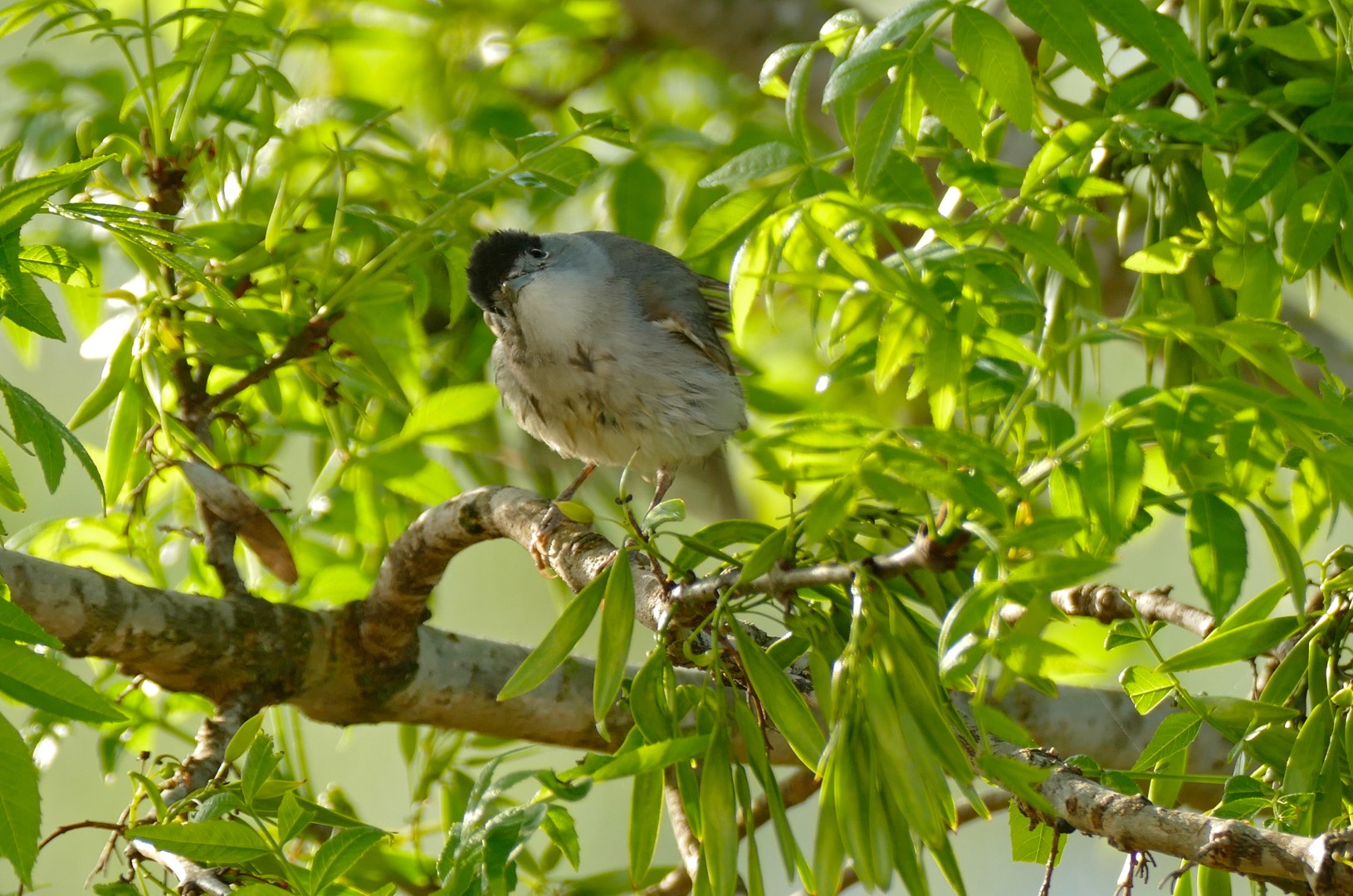 Eurasian Blackcap