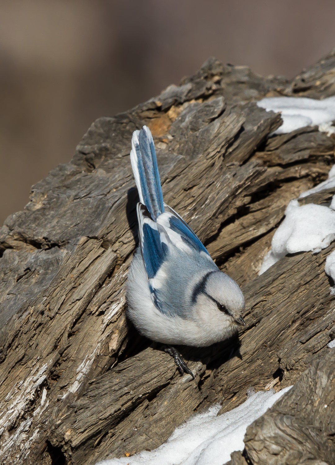 Eurasian Blue Tit