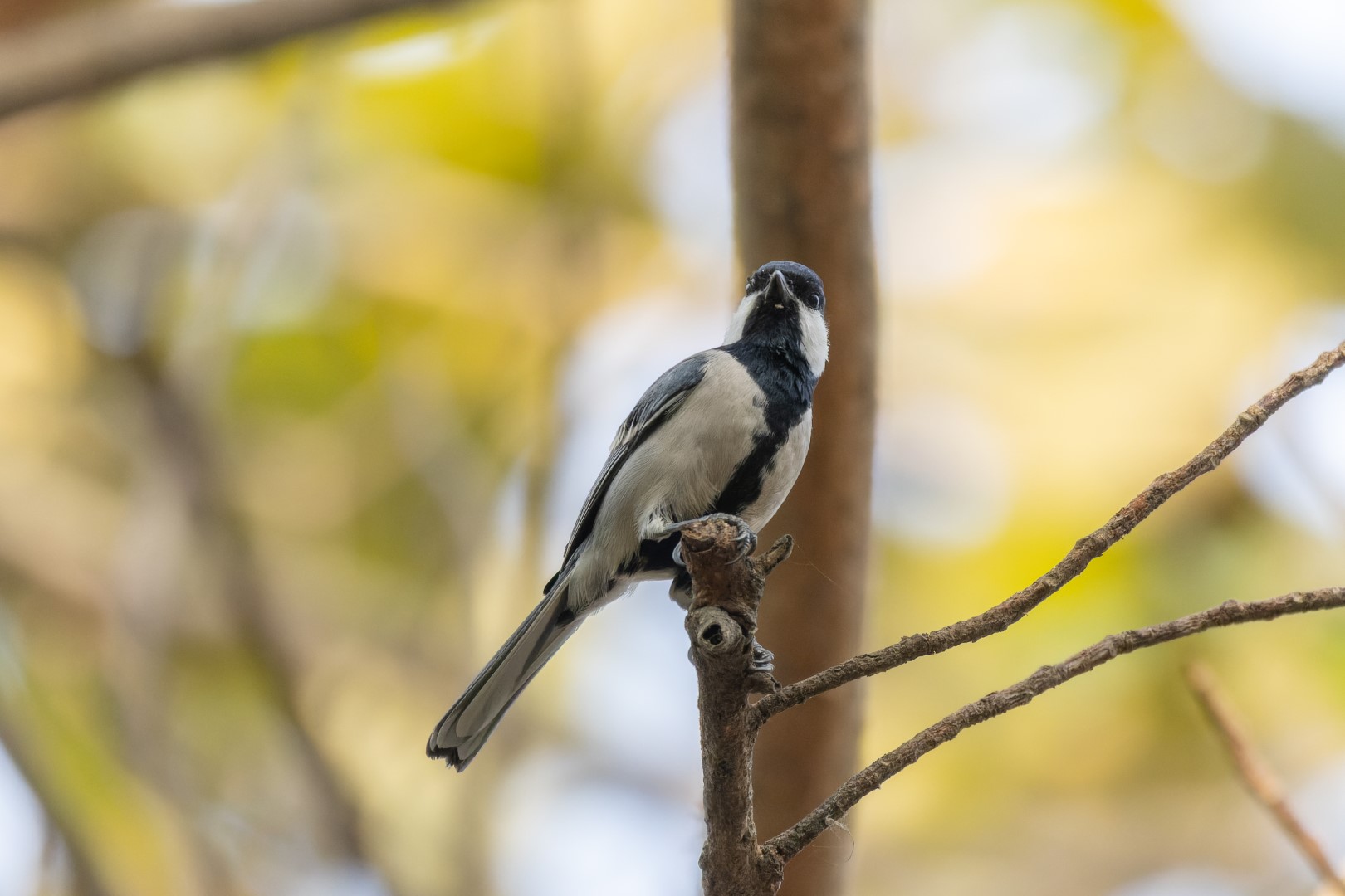 Eurasian Blue Tit