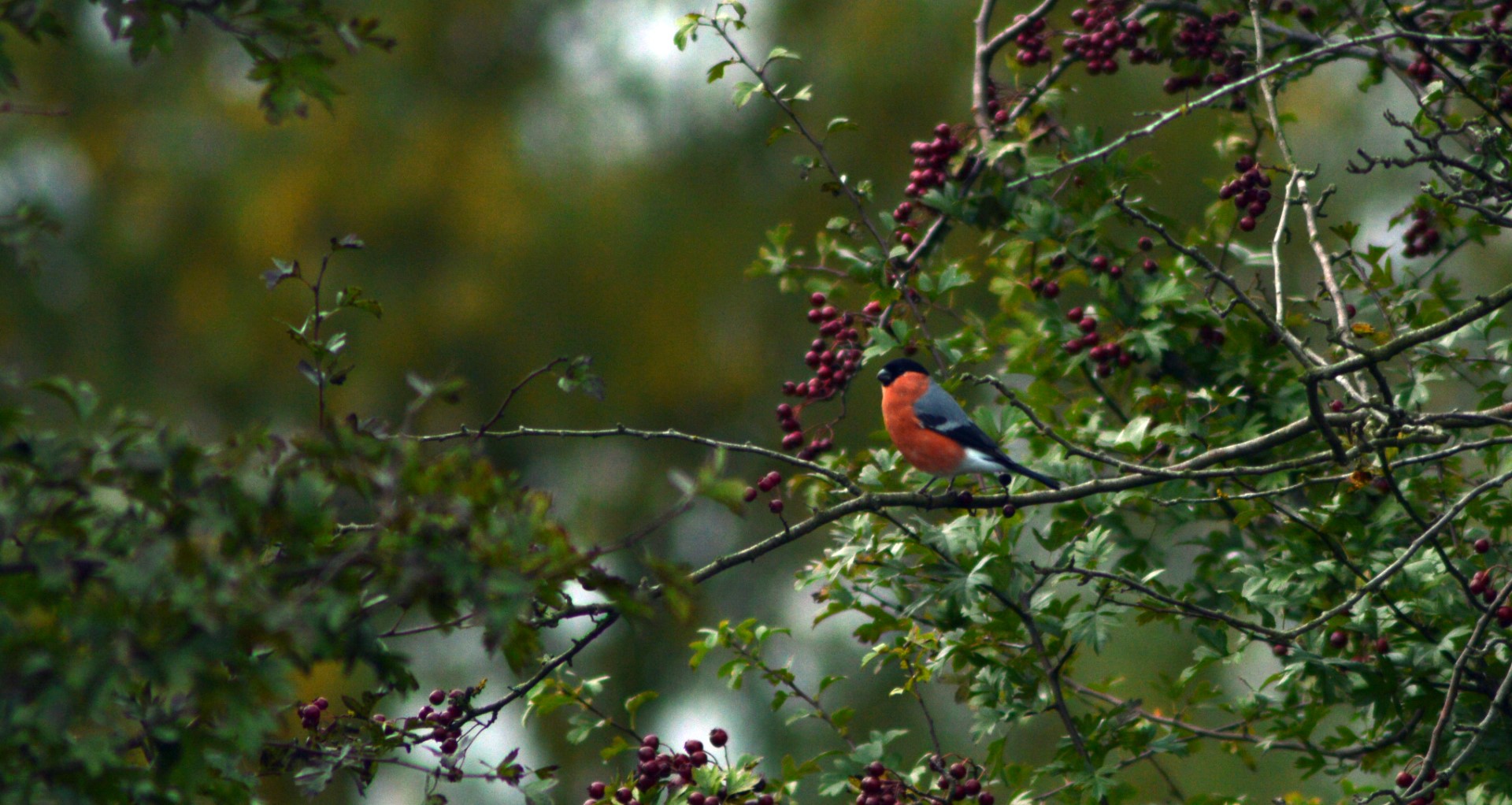 Eurasian Bullfinch
