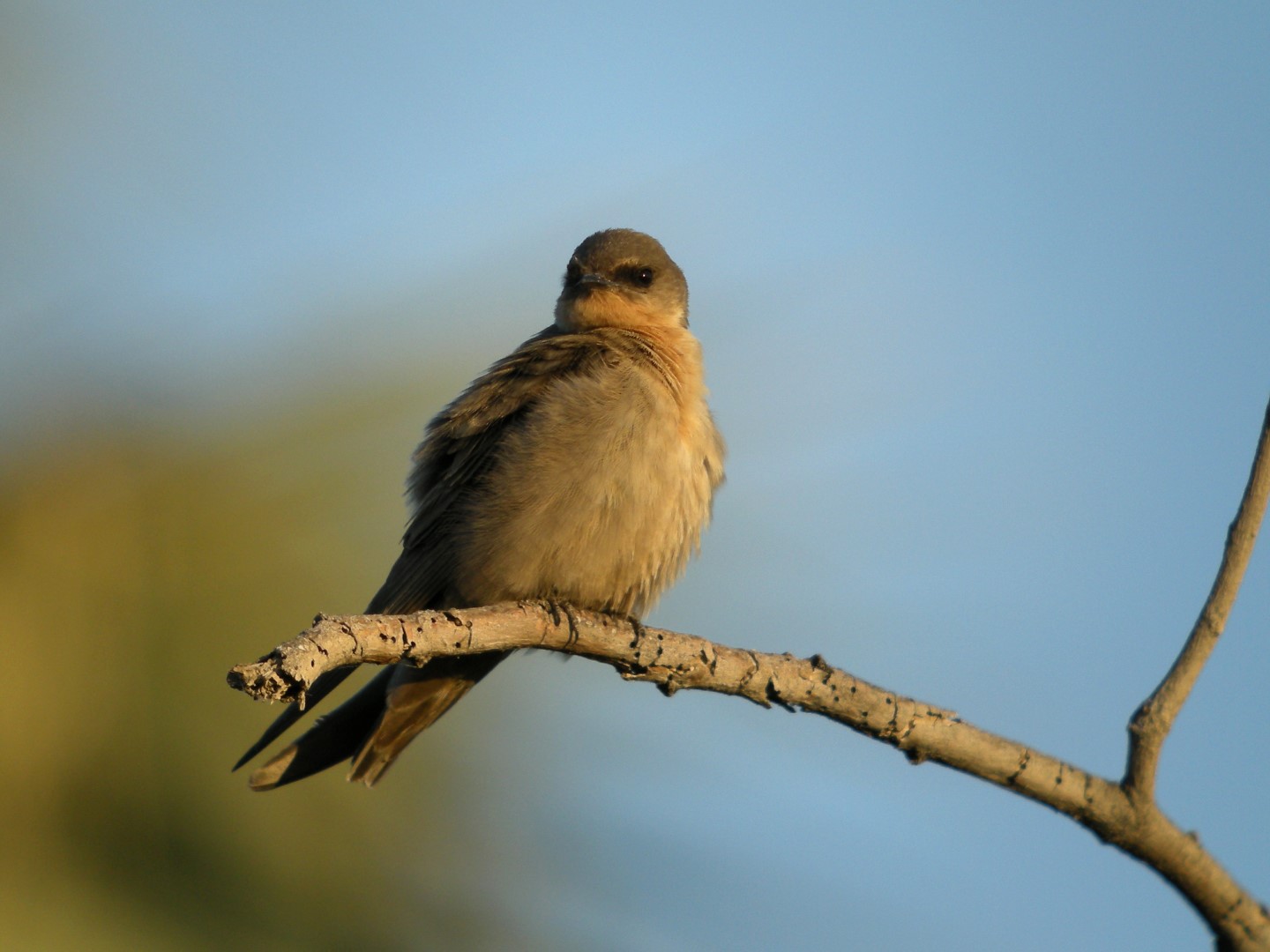 Eurasian Crag Martin