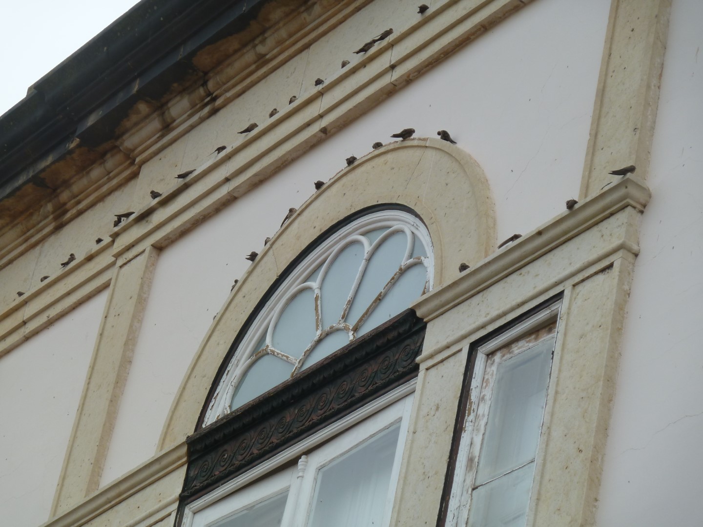 Eurasian Crag Martin