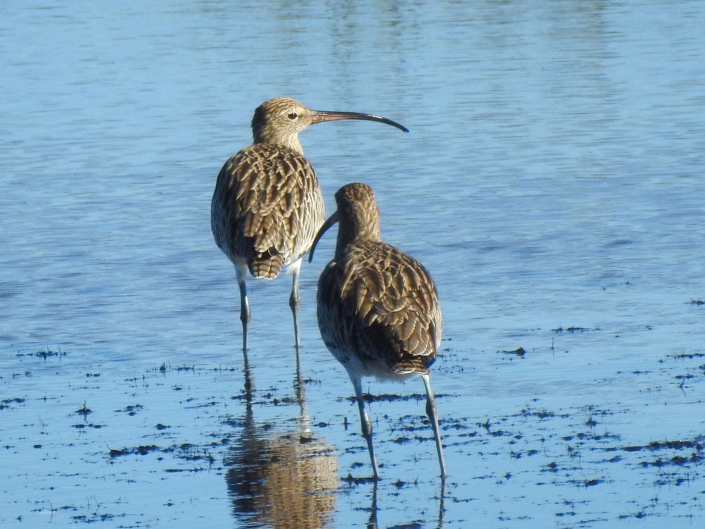 Eurasian Curlew