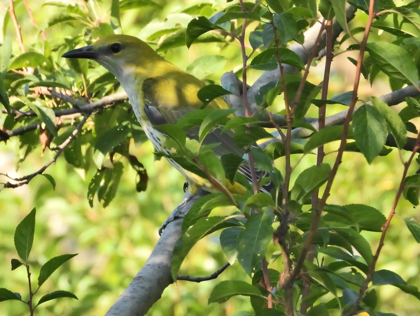 Eurasian Golden Oriole