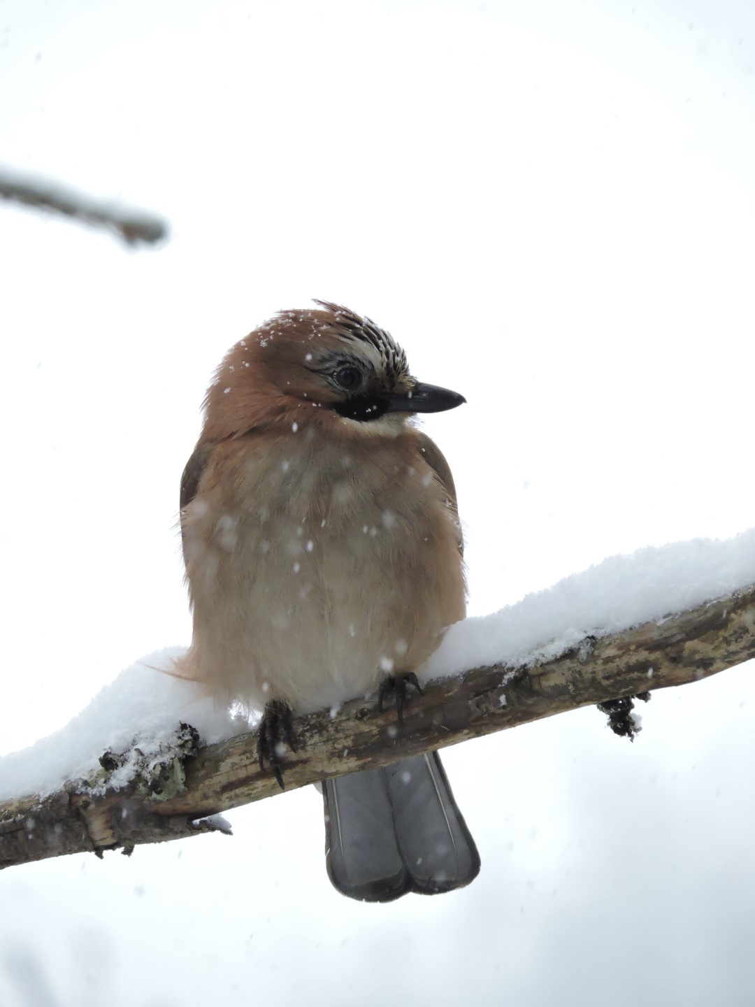 Eurasian Jay
