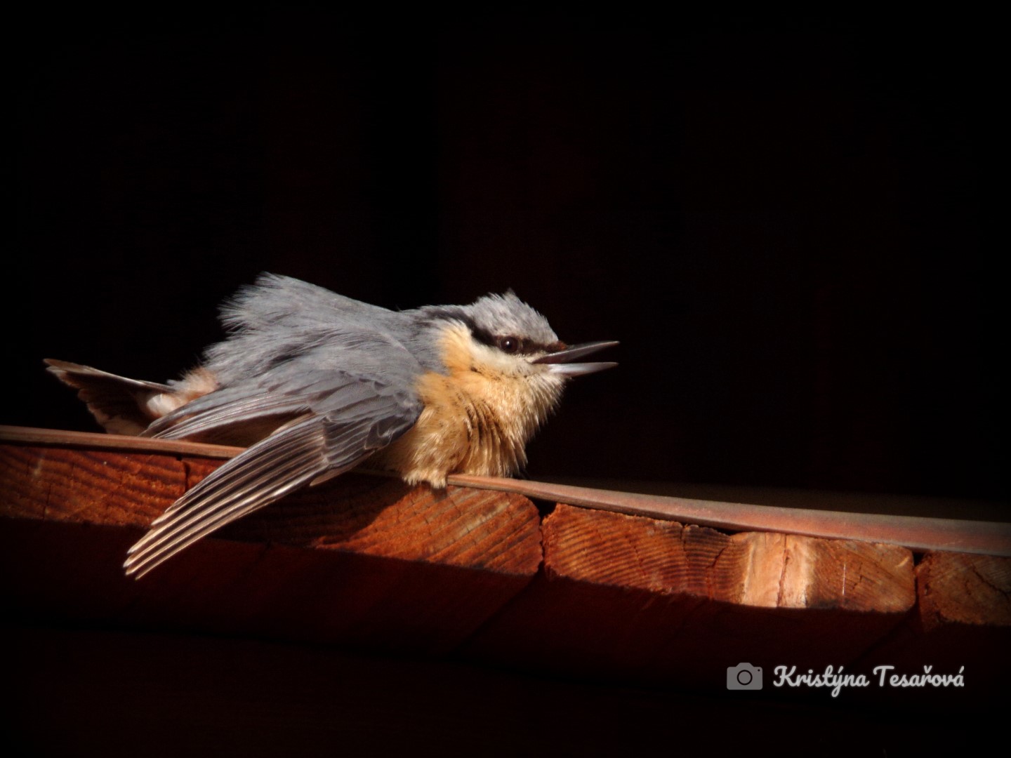 Eurasian Nuthatch