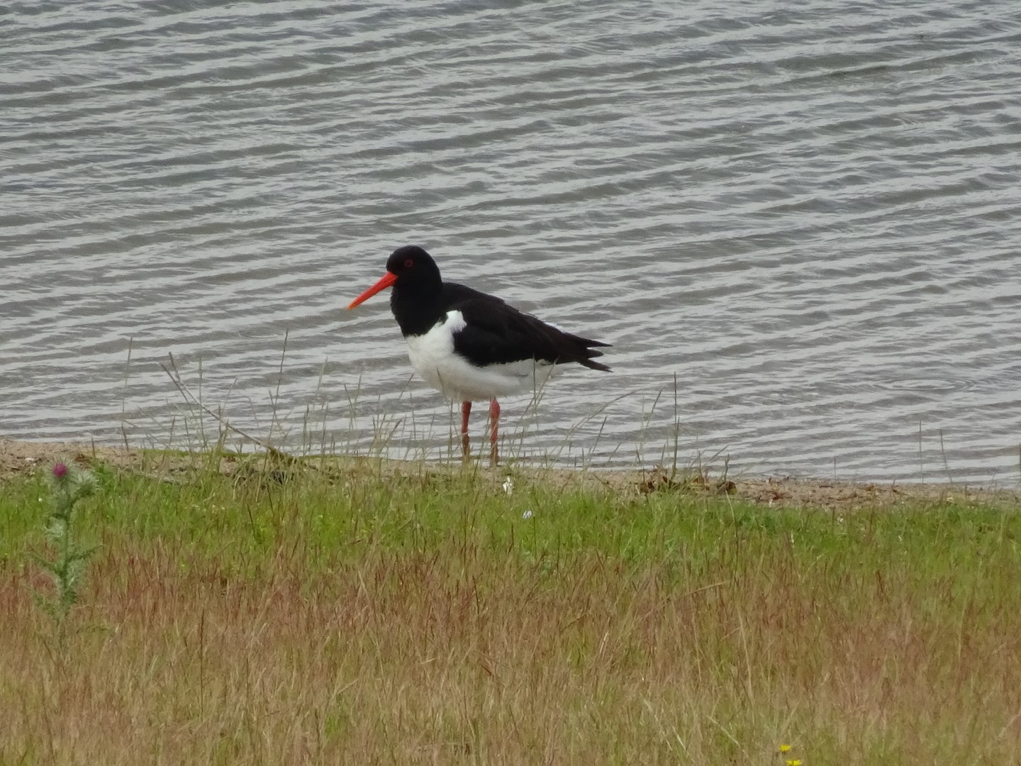 Eurasian Oystercatcher