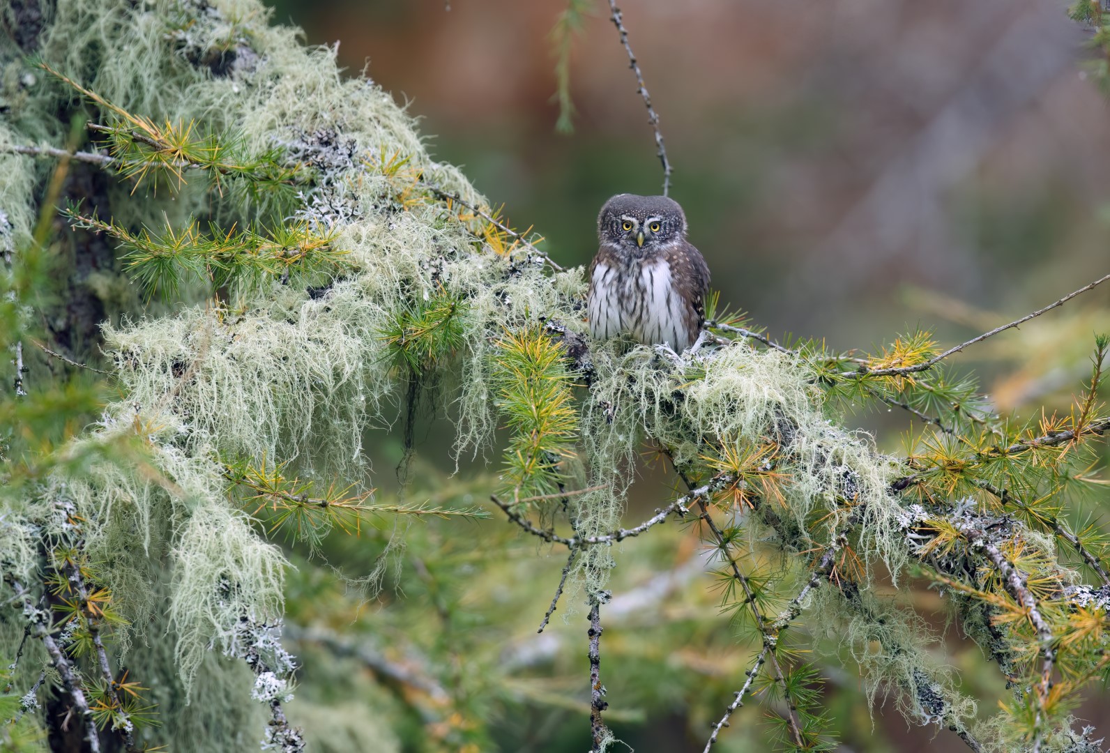 Eurasian Pygmy Owl