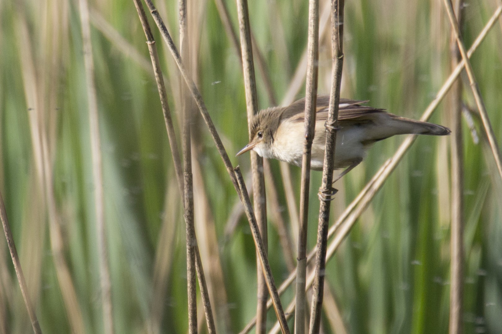 Eurasian Reed Warbler