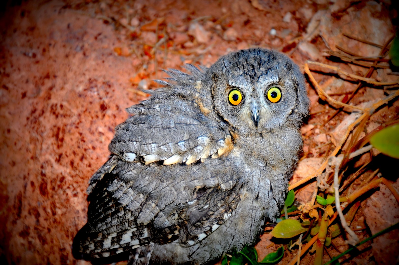 Eurasian Scops Owl