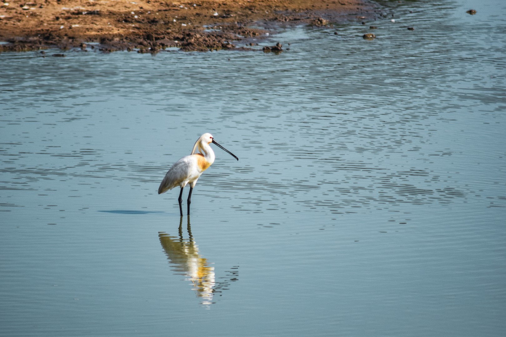 Eurasian Spoonbill