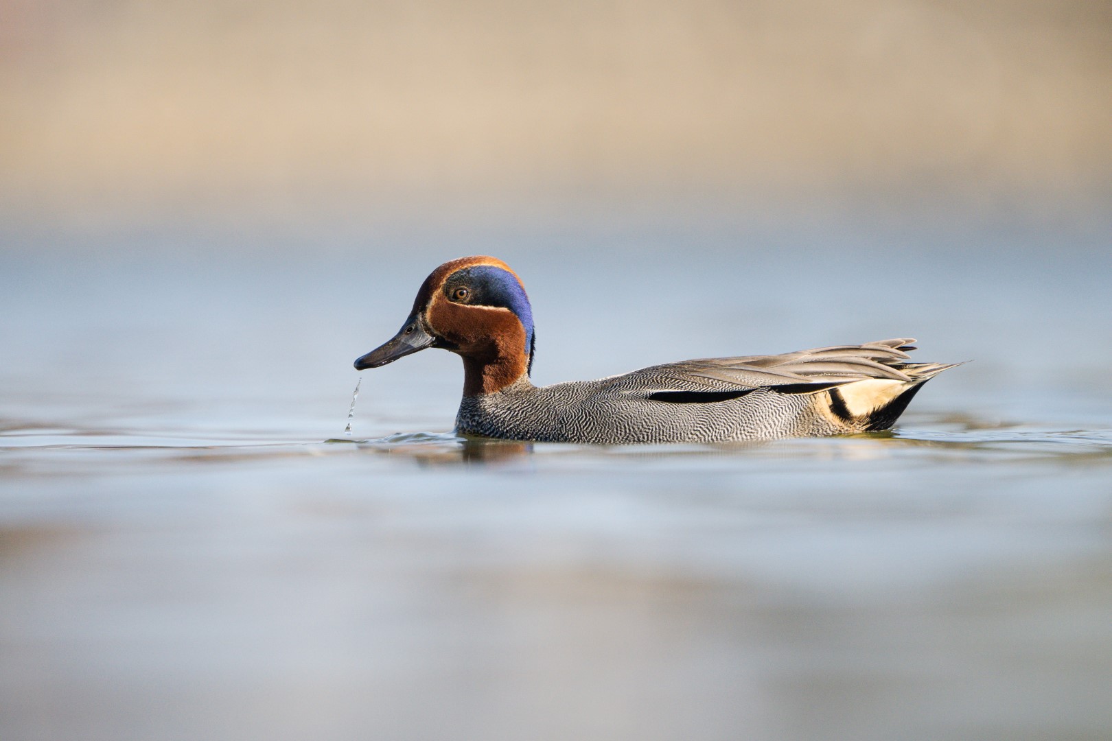 Eurasian Teal