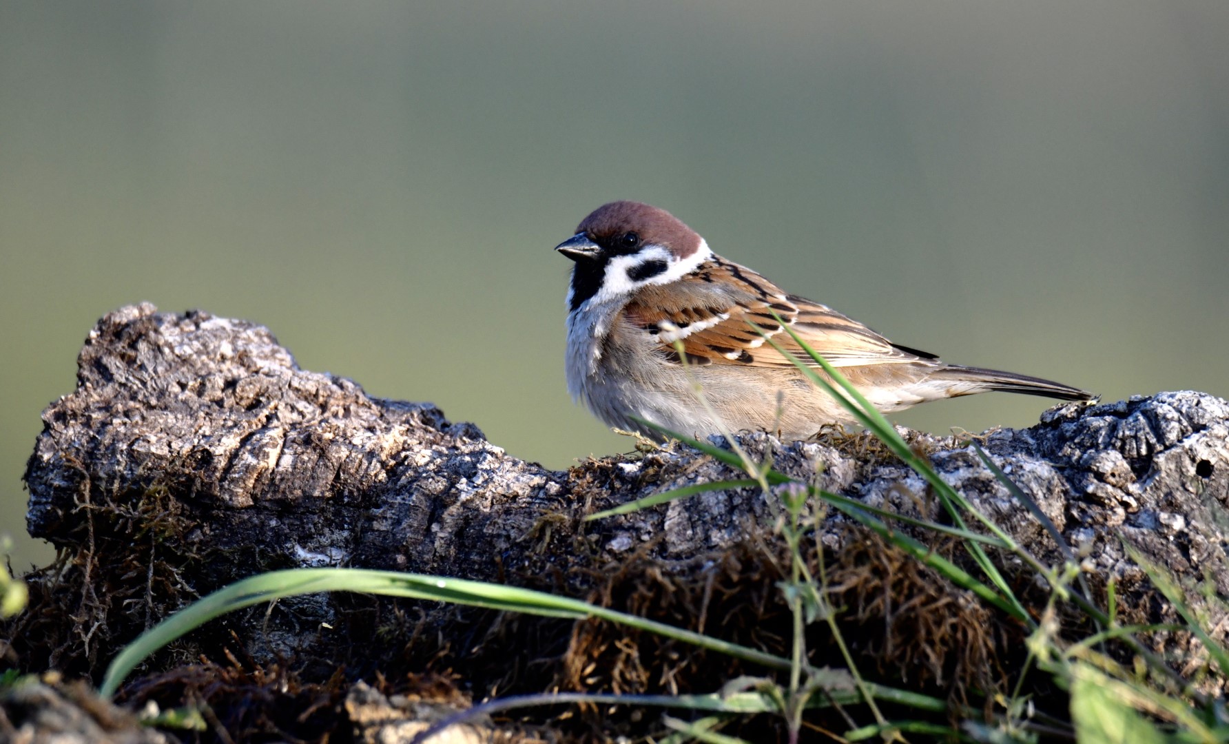Eurasian Tree Sparrow