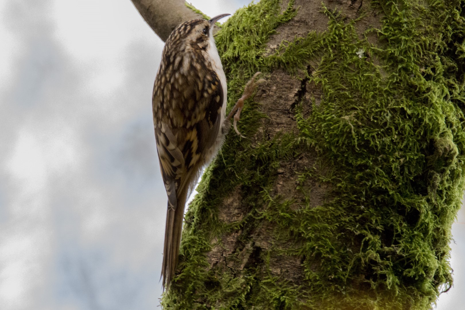 Eurasian treecreeper