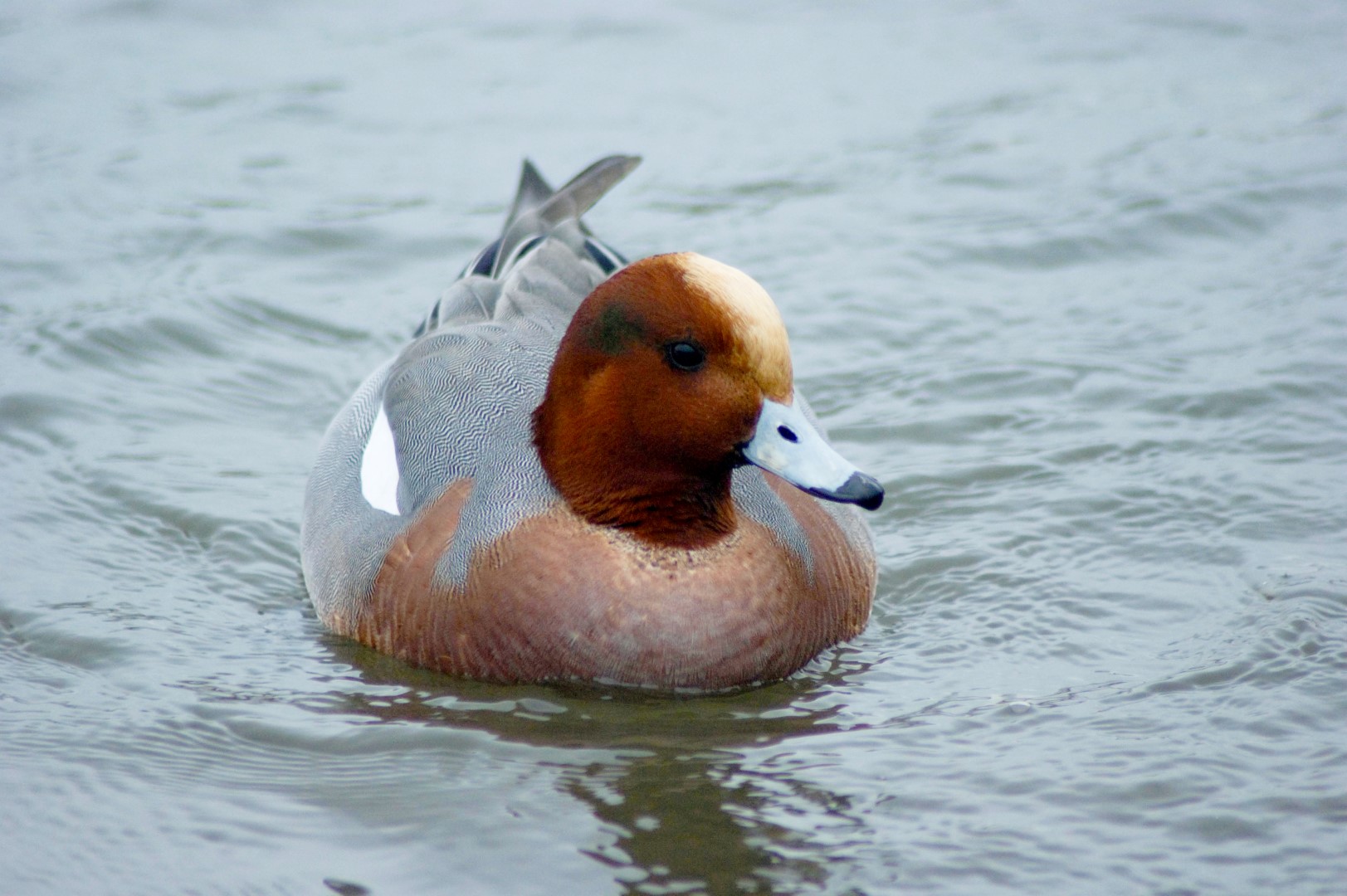 Eurasian Wigeon