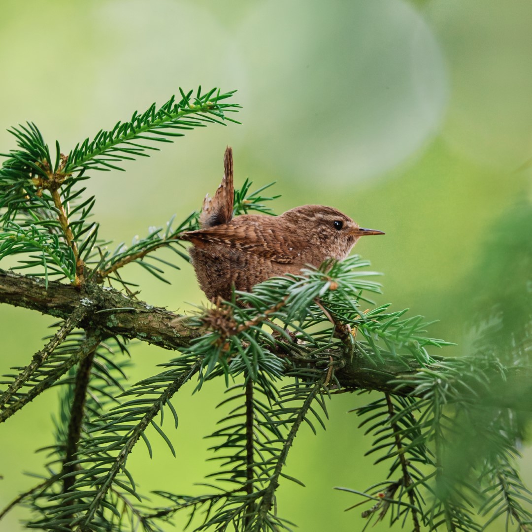Eurasian Wren