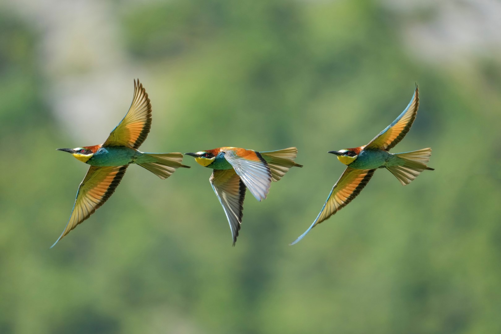 European Bee-eater