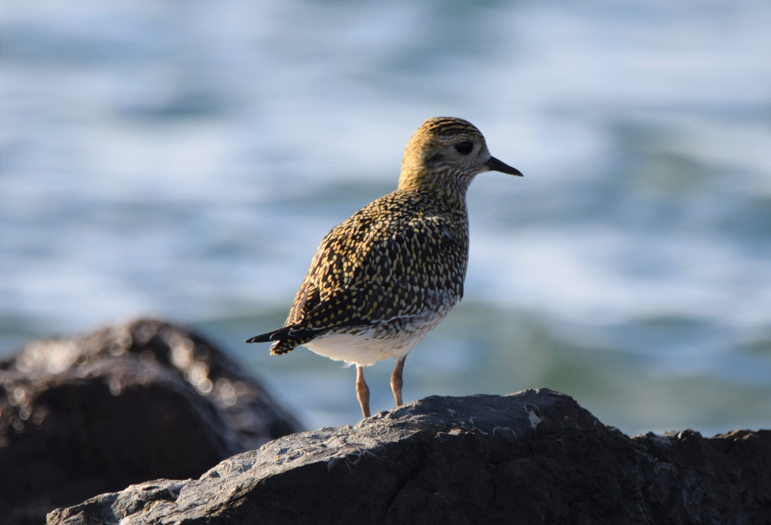 European Golden Plover