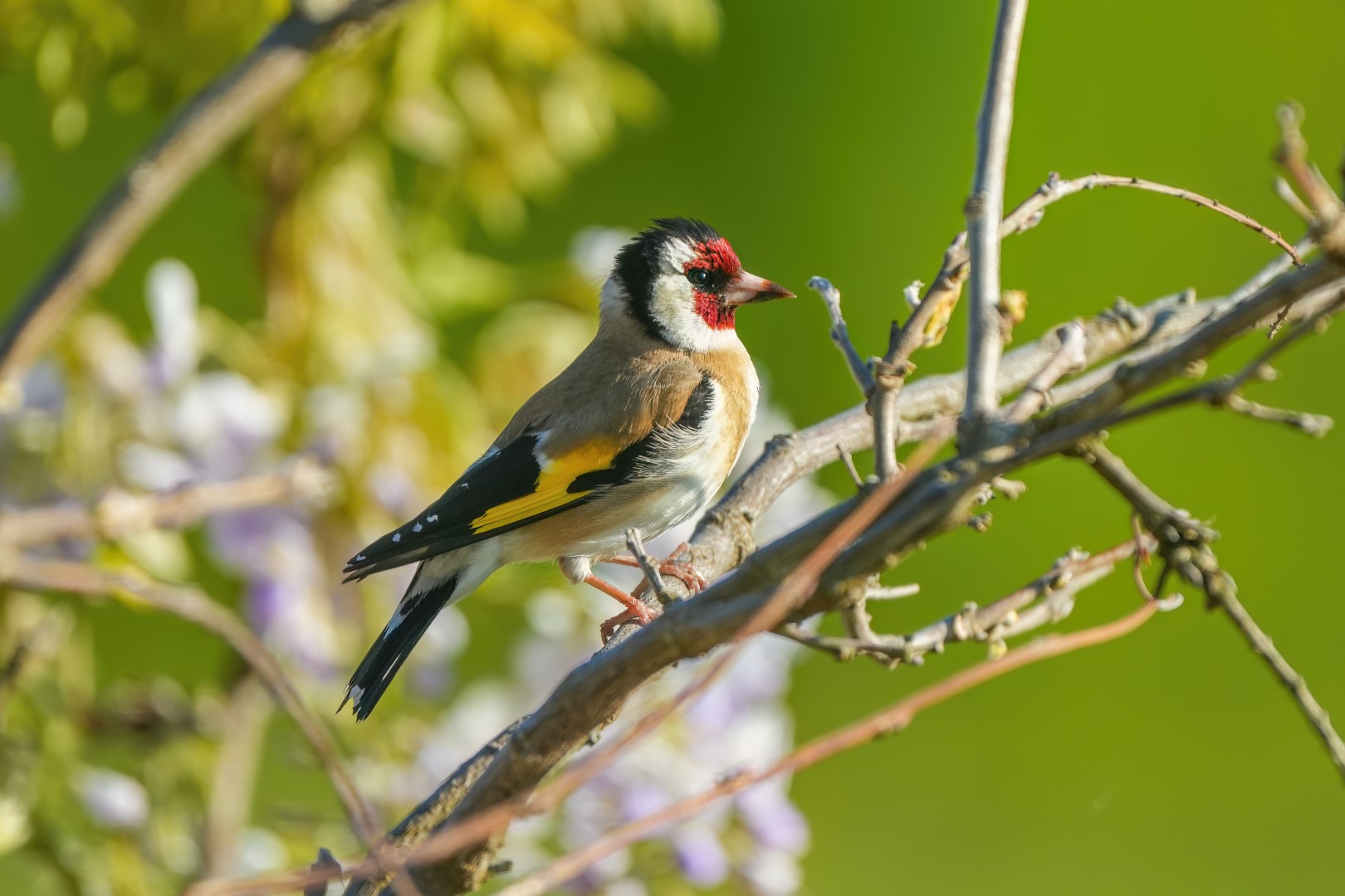 European Goldfinch