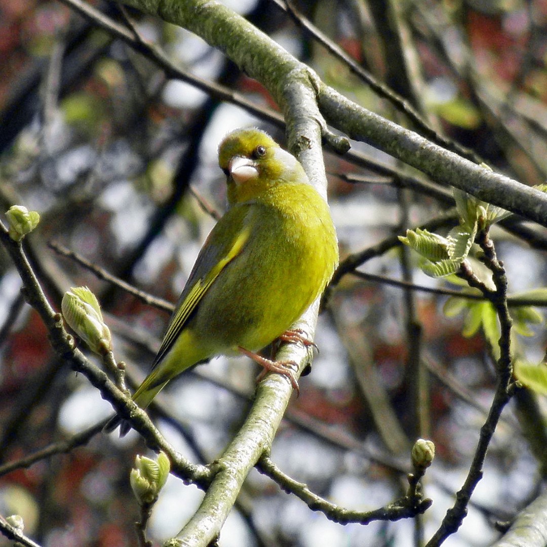 European Greenfinch