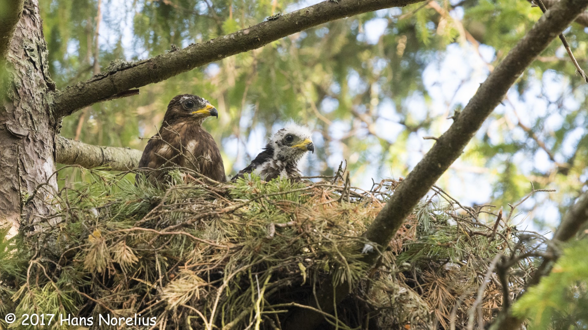 European Honey Buzzard