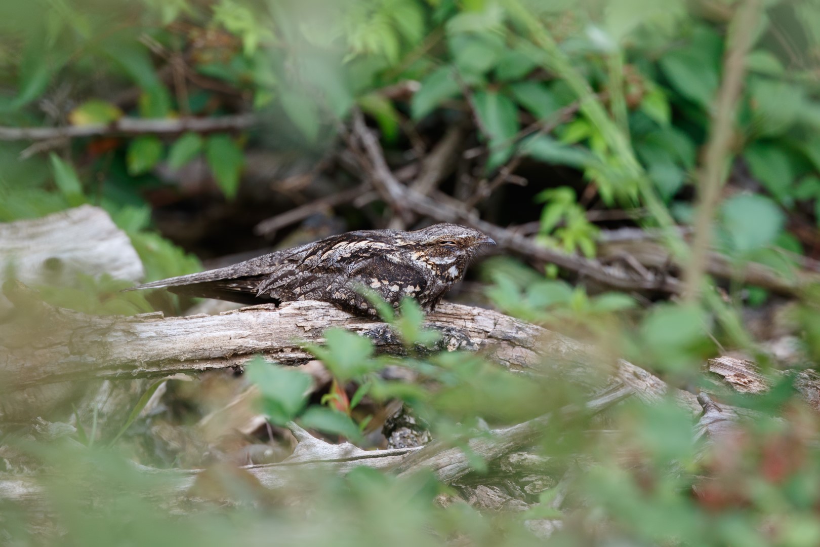 European Nightjar
