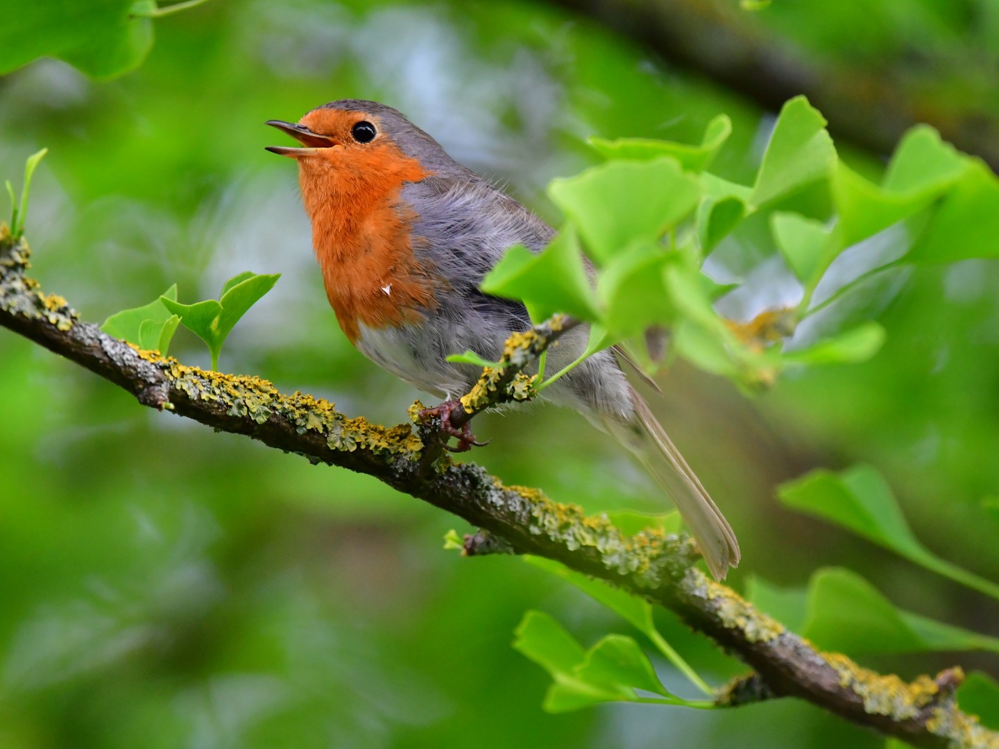 European Robin