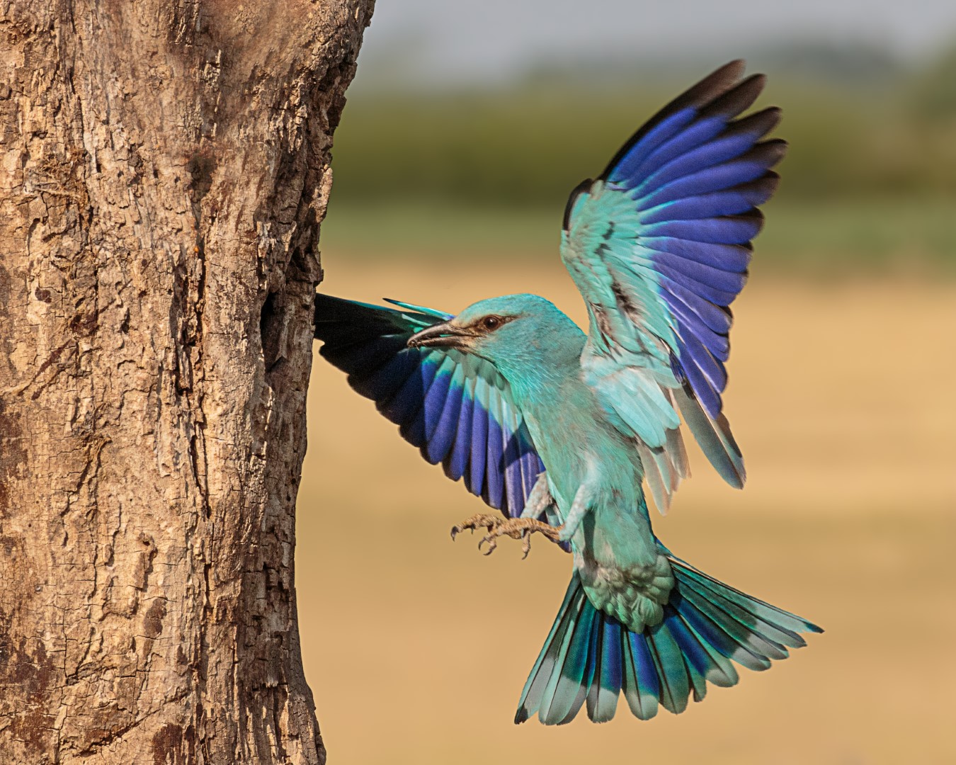 European Roller