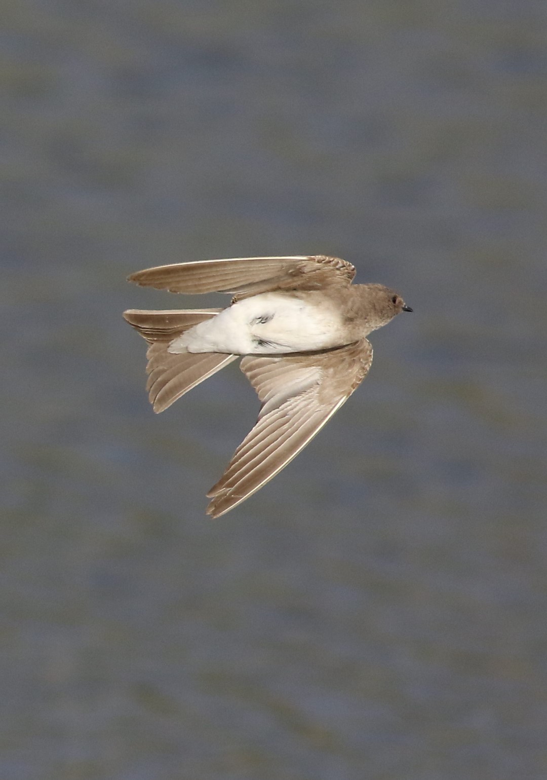 European Sand Martin