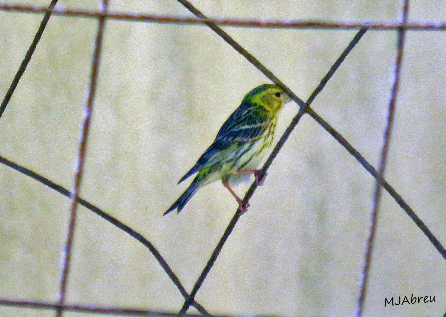 European Serin