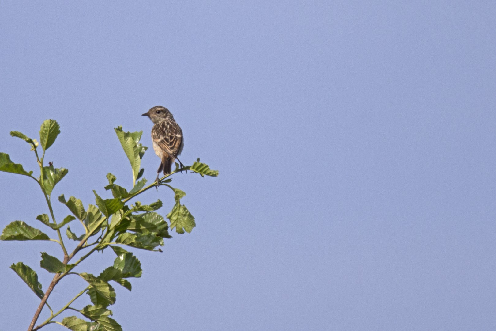 European Stonechat