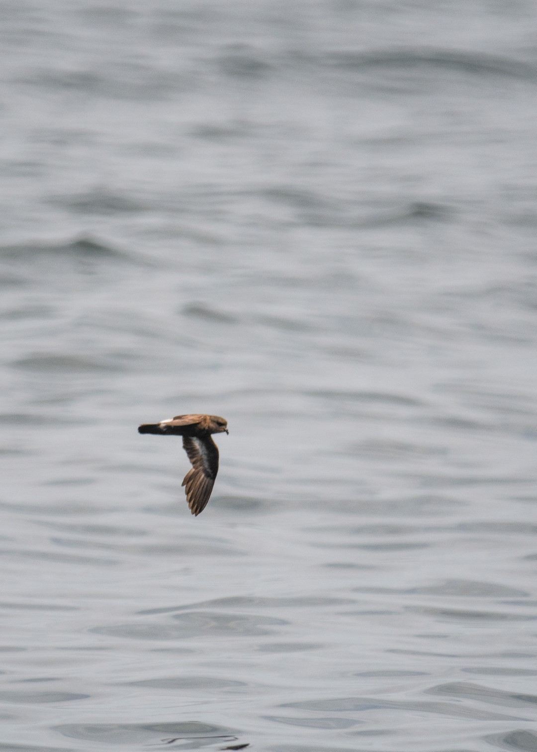 European Storm Petrel