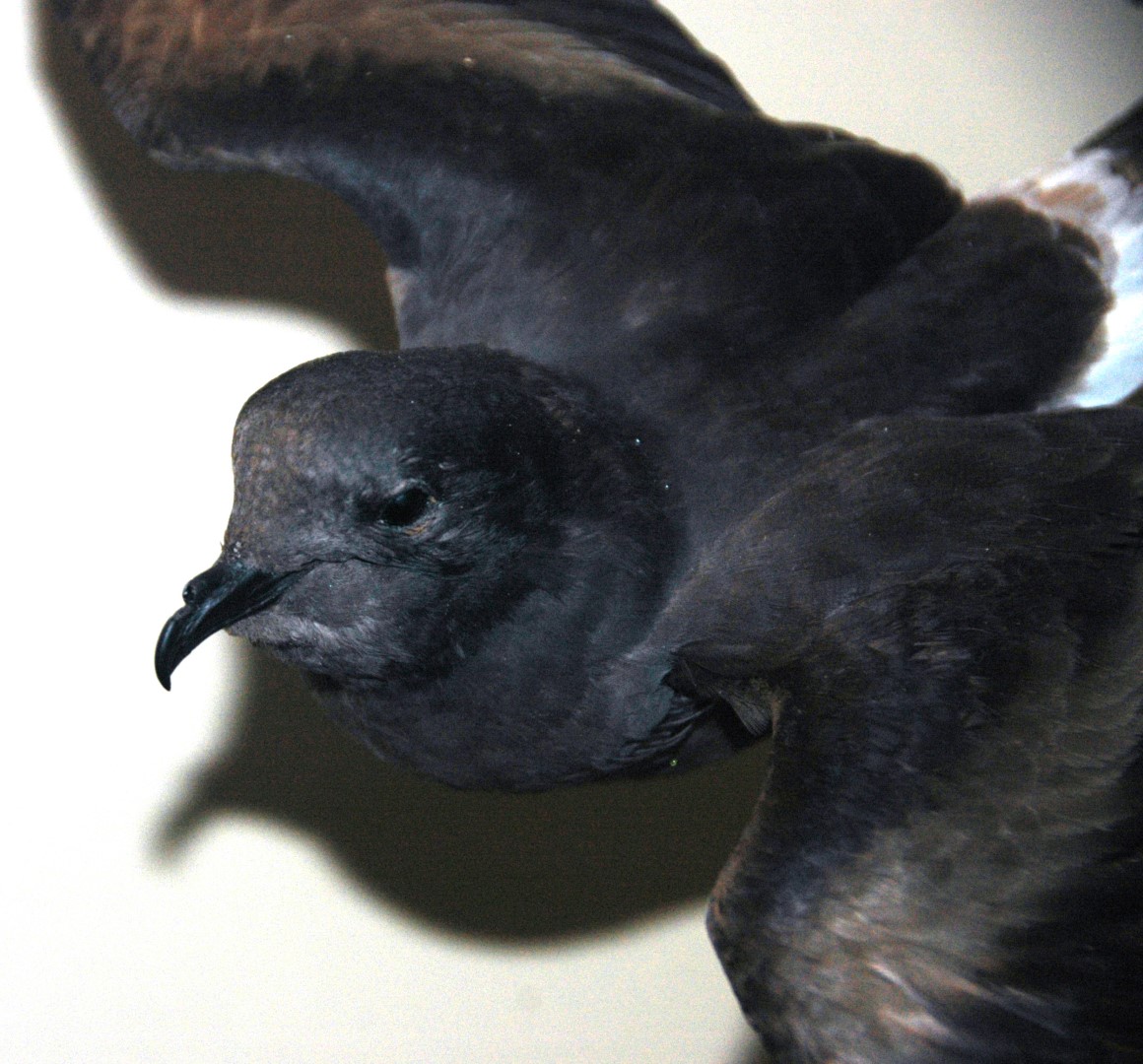 European Storm Petrel